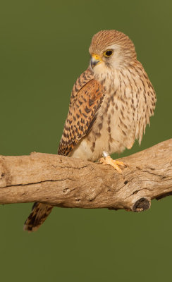 Lesser kestrel / Kleine torenvalk