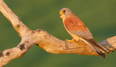 Lesser kestrel / Kleine torenvalk