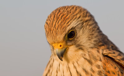 Lesser kestrel / Kleine torenvalk