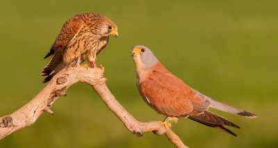 Lesser kestrel / Kleine torenvalk