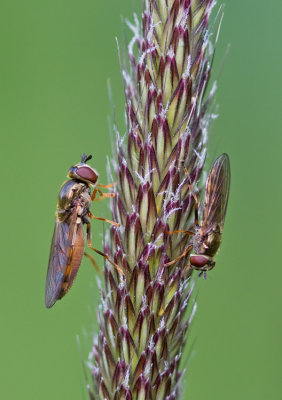 Platycheirus clypeatus / Gewoon platvoetje