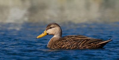 Mottled duck / Gevlekte Florida-eend 