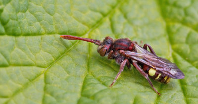 Fork-jawed Nomad / Gewone dubbeltand