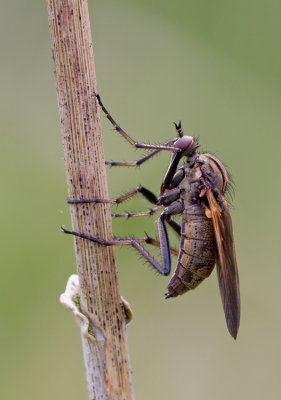 Empis tessellata / Grote dansvlieg