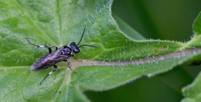 Macrophya albicincta