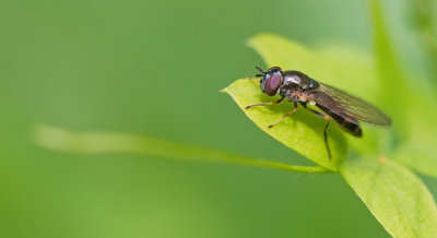 Chequered Hoverfly / Slanke driehoekzweefvlieg
