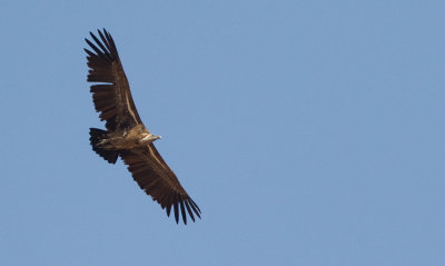 White backed vulture / Witruggier