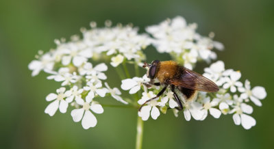 Criorhina berberina / Kleine woudzwever