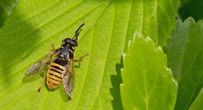 Temnostoma vespiforme / Echte wespvlieg