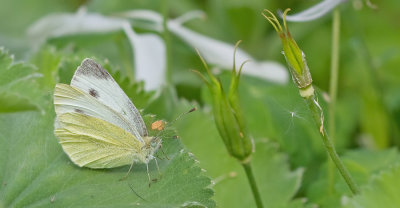 Southern Small White / Scheefbloemwitje