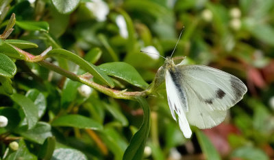 Southern Small White / Scheefbloemwitje