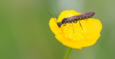 Calameuta filiformis