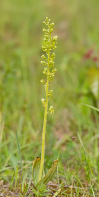 Common Twayblade / Grote keverorchis 