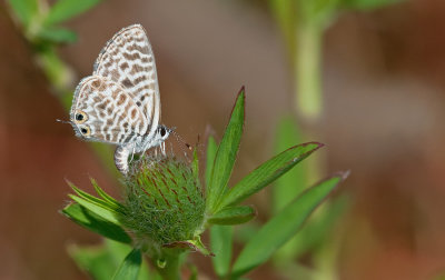 Lang's Short-tailed Blue / Klein Tijgerblauwtje