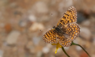 Melitaea telona