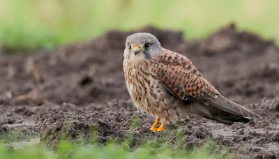 Kestrel / Torenvalk
