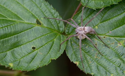 Nursery-web spider / Grote wolfspin