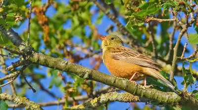 Ortolan bunting / Ortolaan