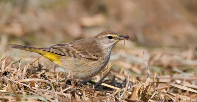 Palmwarbler / Palmzanger