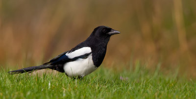 Magpie / Ekster 
