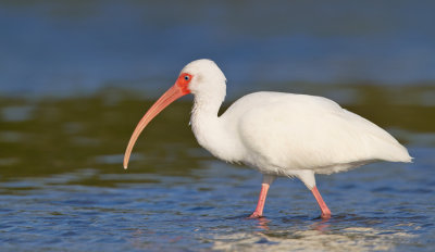 White Ibis / Witte Ibis