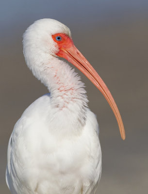 White Ibis / Witte Ibis 
