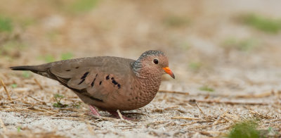 Common Ground Dove / Musduif
