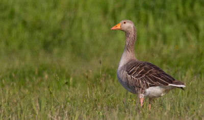 Greylag goose / Grauwe gans
