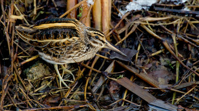 Jacksnipe / Bokje