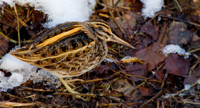 Jacksnipe / Bokje