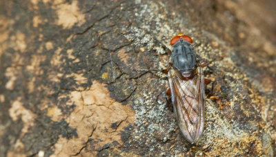 Brachyopa bicolor / Gedeukte sapzweefvlieg