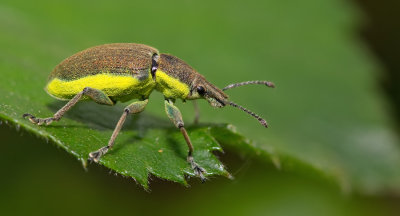 Chlorophanus viridis / Groene distelsnuitkever