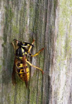 German wasp / Duitse wesp