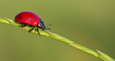 Poplar leaf beetle / Populierenhaantje