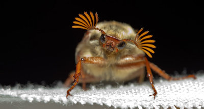 Common cockchafer / Meikever 