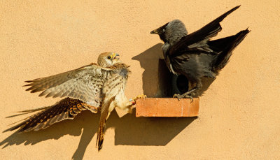 Lesser kestrel / Kleine torenvalk