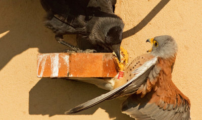 Lesser kestrel / Kleine torenvalk