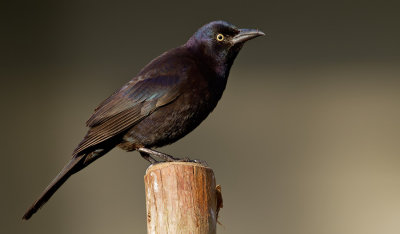 Common Grackle / Glanstroepiaal 