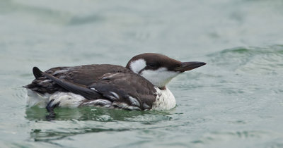 Guillemot / Zeekoet 