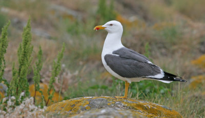 Lesser Black-backed Gull / Kleine mantelmeeuw