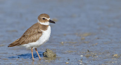 Wilson's plover / Dikbekplevier