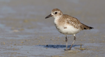 Grey plover / Zilverplevier