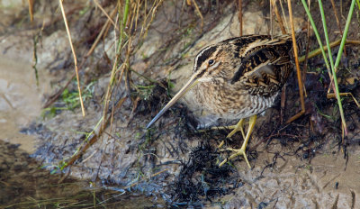 Common snipe / Watersnip 
