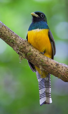 Black-throated Trogon / Zwartkeeltrogon