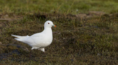 Ivory gull / Ivoormeeuw