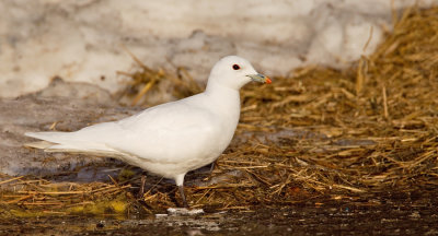Ivory gull / Ivoormeeuw