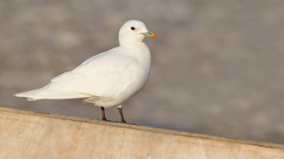 Ivory gull / Ivoormeeuw