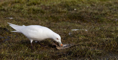 Ivory gull / Ivoormeeuw