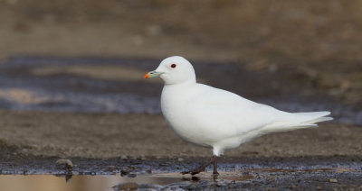Ivory gull / Ivoormeeuw