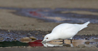 Ivory gull / Ivoormeeuw